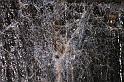 Amaurobius_ZZXYX_D8293_Z_90_Les Gris_Frankrijk